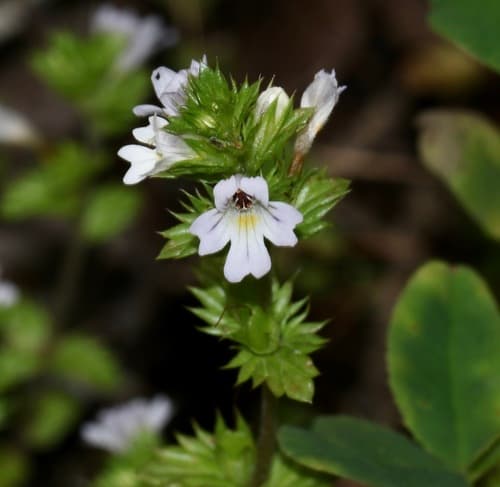Common Eyebright