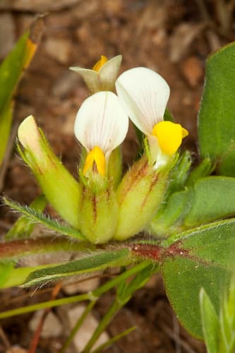 Bladder Vetch