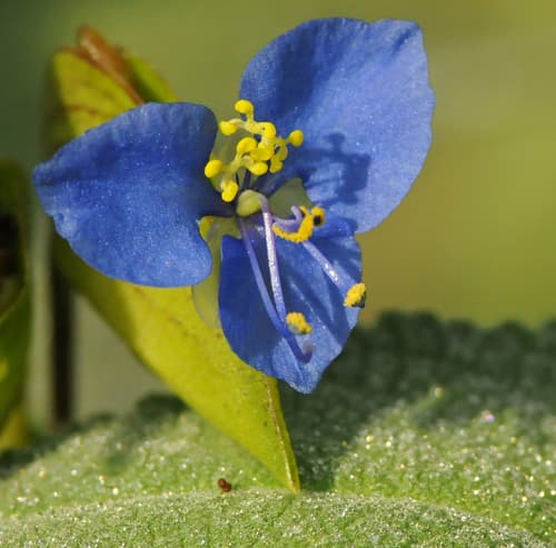 Birdbill Dayflower