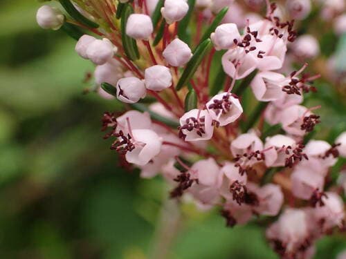 Cornish Heath Bonsai