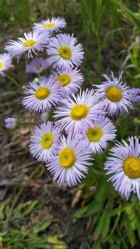 Smooth fleabane