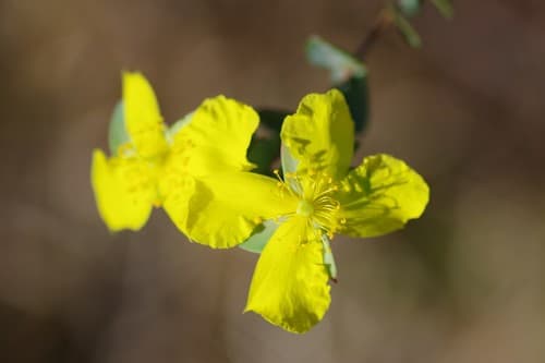 Fourpetal St. Johnswort Bonsai