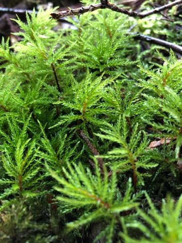 Menzies' Tree Moss