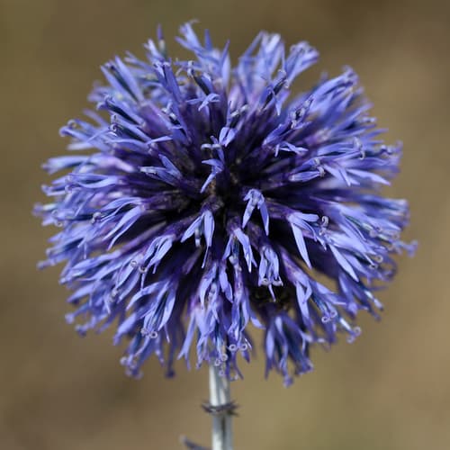 Southern Globe Thistle