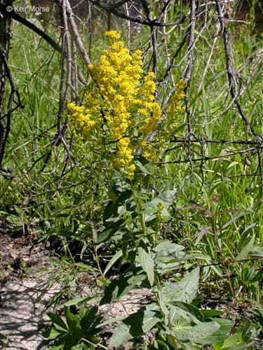 West Coast Canada Goldenrod Bonsai