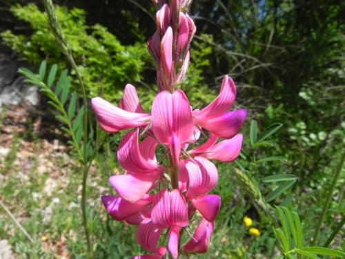 Sainfoin