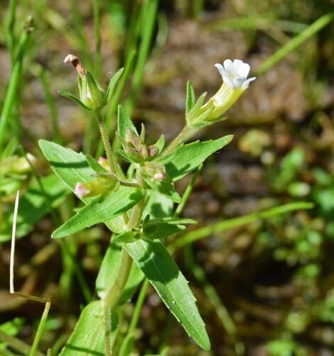 Clammy Hedge-Hyssop