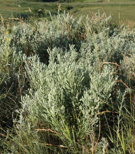 Galatella villosa Wild Plant