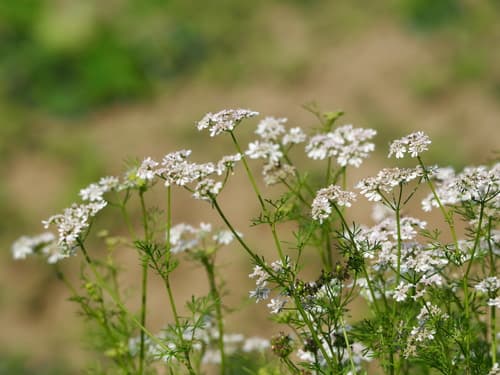 Coriander