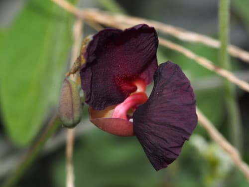 Purple Bush-Bean Flower