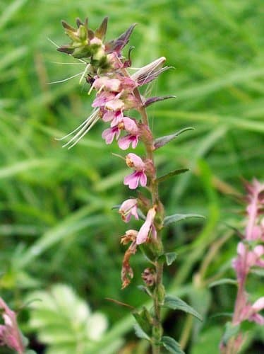 Red Bartsia