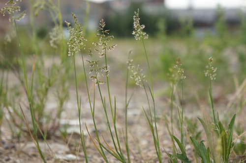 Canada Bluegrass Bonsai Specimen