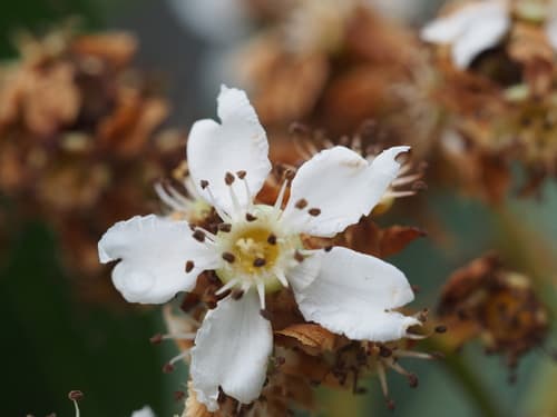Bronze Loquat Bonsai