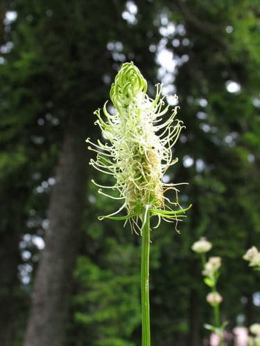 Spiked rampion