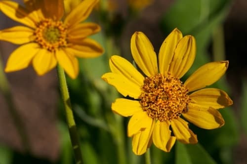 Deltoid Balsamroot