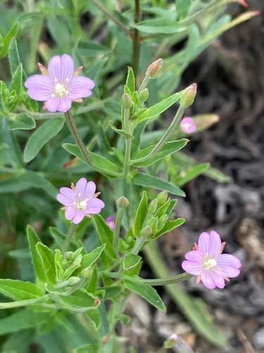 Square-stemmed Willowherb