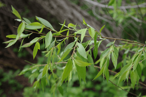 Peachleaf Willow Bonsai