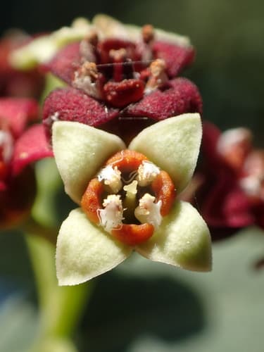 Indian Sandalwood Bonsai