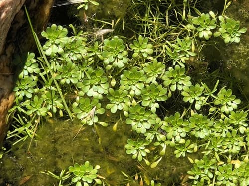 Large Water-starwort