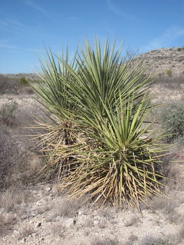 Torrey's Yucca Bonsai