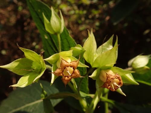 Trichodesma calycosum