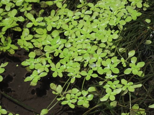 Pond water-starwort