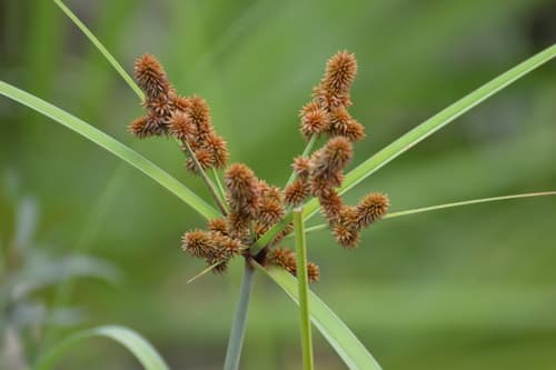 Swamp Flatsedge