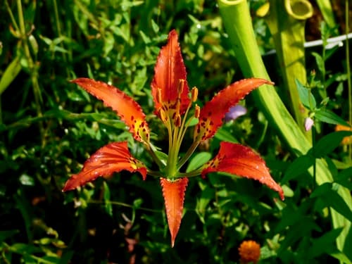 Pine Lily Flower