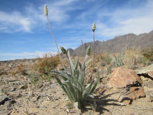 Desert Plantain