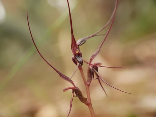 Mayfly orchid