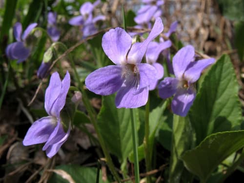 Hairy Violet