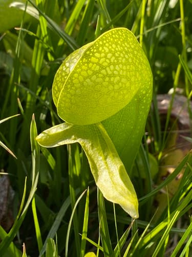 California Pitcher Plant Bonsai
