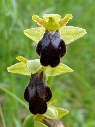 Sombre Bee-orchid