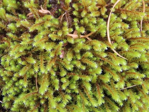 Ciliate Hoarmoss