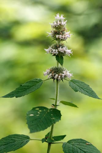 Hairy Wood Mint