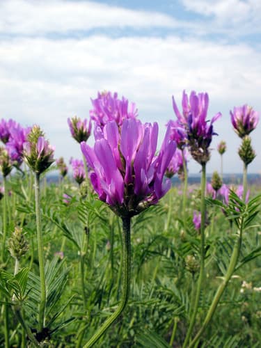 saintfoin milk vetch