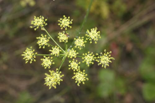 Alsatian Hog's Fennel