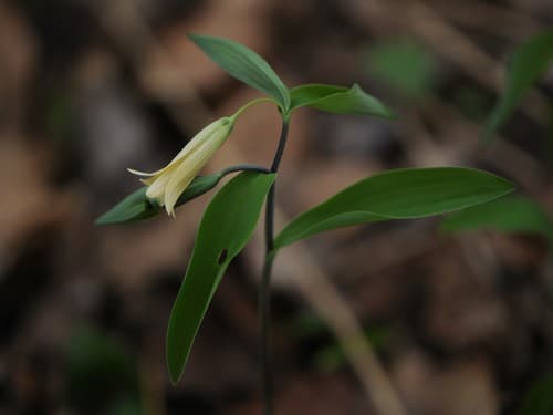 Sessile Bellwort