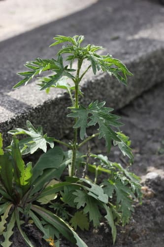Siberian Hemp-Nettle