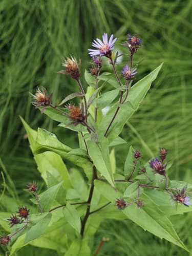 Great Northern Aster