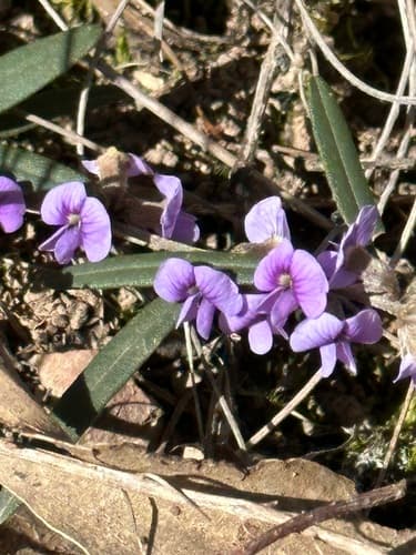 Common Hovea Bonsai