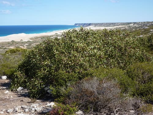 Coastal Mallee