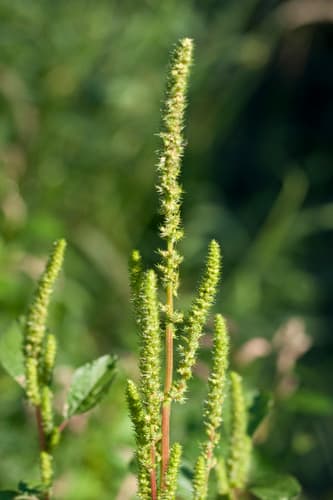 powell's amaranth