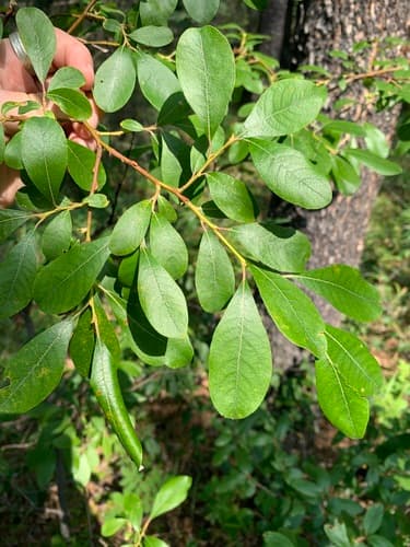 Scouler's Willow Bonsai