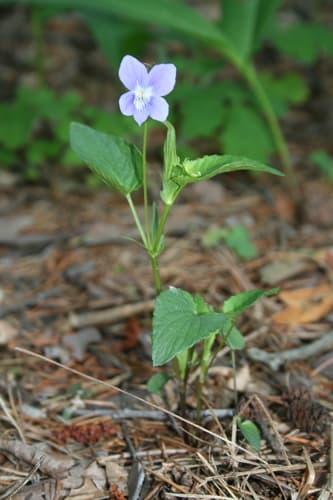 Viola nemoralis