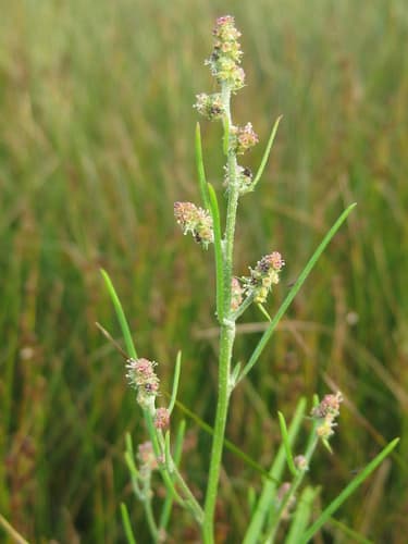 Grass-leaved Orache
