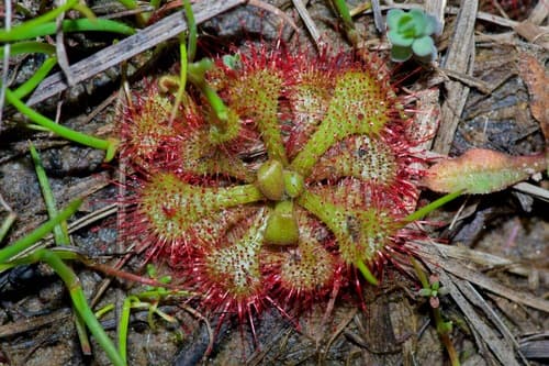 dwarf sundew