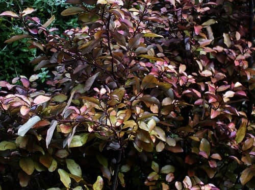 Mountain Horopito Bonsai