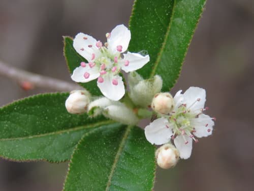 Red Chokeberry Bonsai
