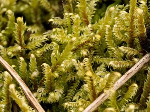 Lindberg's Hypnum Moss